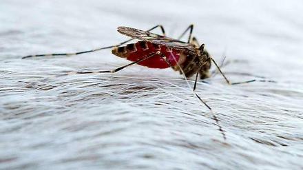 Blutsaugerin: eine Mücke (Nematocera).