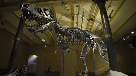 T.rex "Tristan" is displayed in the Natural History Museum in Berlin