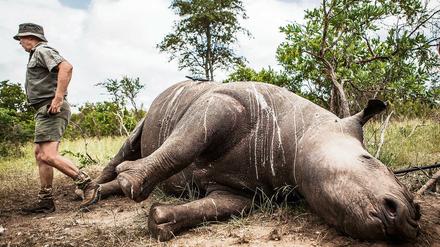Wilderer haben dieses Nashorn im Krüger Nationalpark in Südafrika erlegt und das Horn abgesägt.