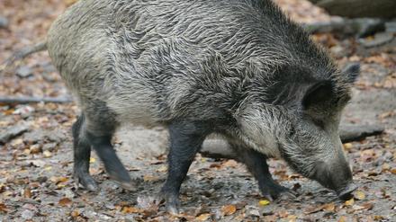 Die Folgen von Tschernobyl. Mehr als 30 Jahre nach der Atomkatastrophe sind noch immer viele Wildschweine in Tschechien radioaktiv verseucht.
