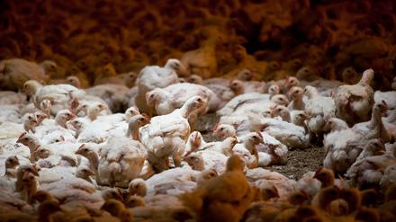 Profite auf Kosten der Tiere: Tausende Hühner in einem Stall in Storkow.