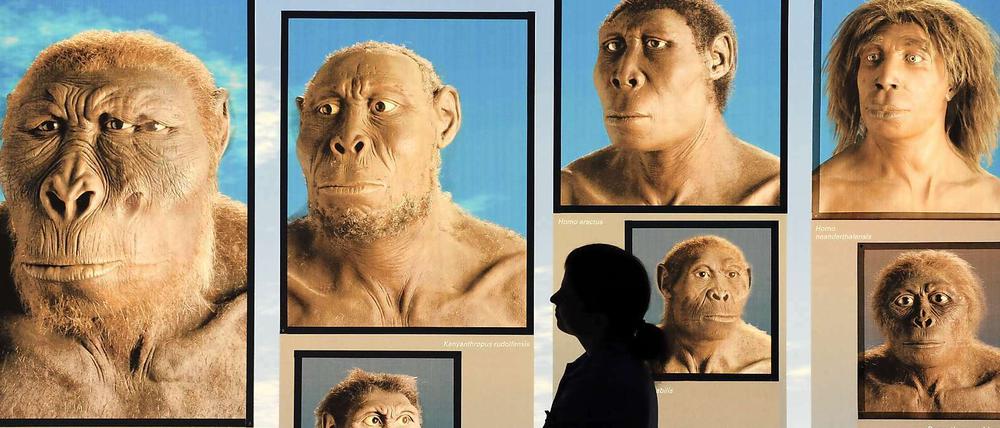  Eine Frau betrachtet Bilder unserer Vorfahren in einer Ausstellung zur Evolutionstheorie in Stuttgart.