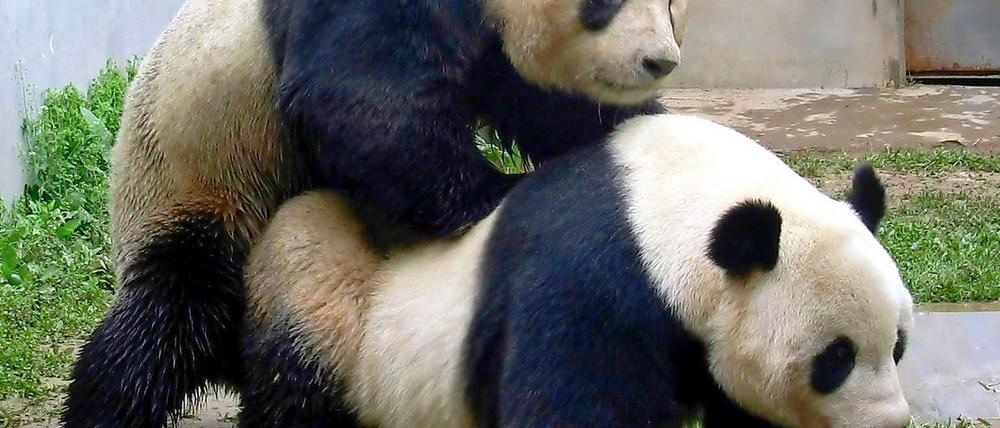 Pandaporno: Den lustlosen Bären im Zoo werden Filme von sich paarenden Artgenossen vorgespielt. Das soll sie zur Fortpflanzung animieren. Menschen müssten sich auch anders motivieren können, findet Hatice Akyün.