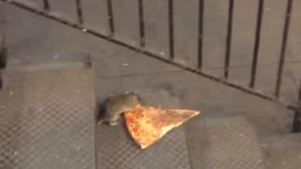 Treppenwitz. Ratte zerrt Pizza.