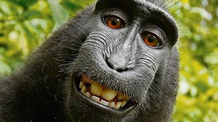Naruto auf seinem Selfie, das die Naturschutorganisation Peta getwittert hat. Der Affe hatte die Kamera eines Fotografen entwendet und sich selbst abgelichtet. 