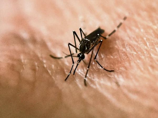 Ein Aedes Aegypti Moskito, der das Zika-Virus überträgt.