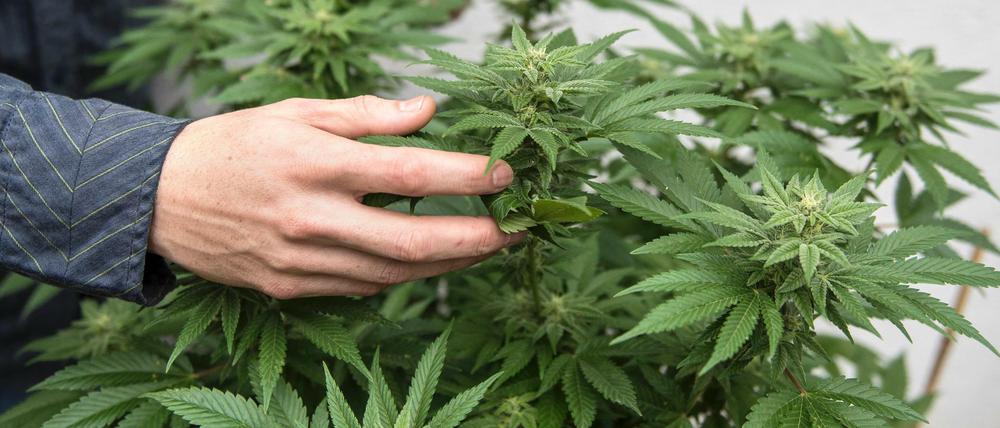 Die bisher praktizierte Verbotspolitik für Cannabis ist gescheitert, man sollte die Droge legalisieren.