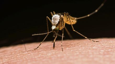 Klein und gemein. Von den etwa 100 Anopheles-Arten übertragen rund 40 Arten Malaria-Erreger. 
