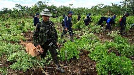 Sicherheitskräfte zerstören auf einem Feld in Kolumbien Koka-Pflanzen, aus denen Kokain hergestellt wird.