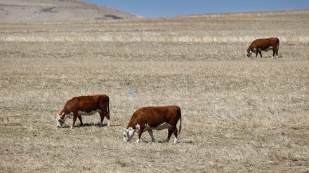 Extreme Trockenheit. Kühe in der Nähe von Kapstadt.