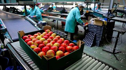 Im polnischen Grojec werden Äpfel verpackt. Polen gehört zu den Ländern, die vom russischen Agrarimportstopp besonders betroffen sind.