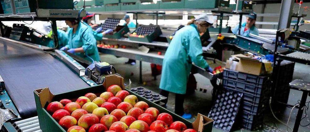 Im polnischen Grojec werden Äpfel verpackt. Polen gehört zu den Ländern, die vom russischen Agrarimportstopp besonders betroffen sind.