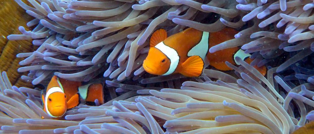 So schön bunt sind die Korallen am Great Barrier Reef meist nicht mehr - wegen einer massiven Korallenbleiche.
