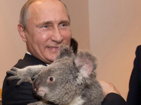 Hab dich ganz doll lieb. Wladimir Putin knuddelt beim G-20-Gipfel einen Koalabär.