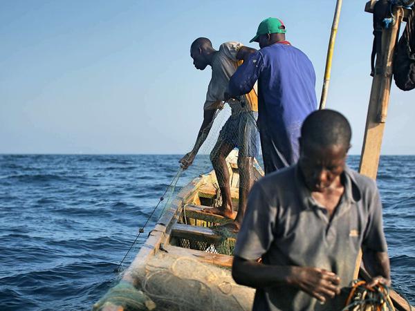 Das Netz weht wie ein Vorhang in der Strömung, die Fischer holen es nur mit Körperkraft ein. Die Abmachung: Joshua Akaa (blaues Hemd) stellt Boot und Benzin für den Außenborder. Und seine Hilfsfischer werden an den Einnahmen beteiligt.