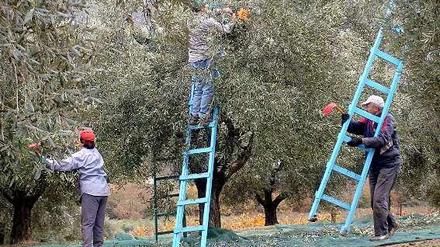 Olivenernte im Süden Griechenlands.