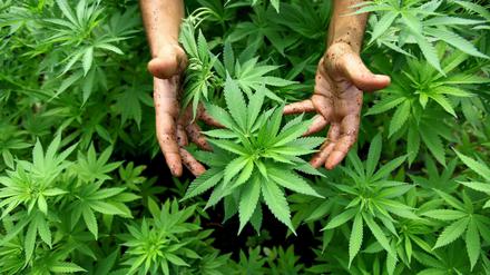 Hanf-Pflanzen einer Cannabis-Plantage