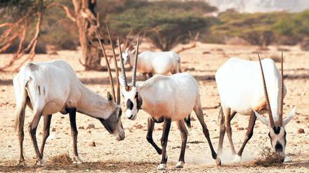 Die Zucht der Oryxantilopen im Reservat gelang.