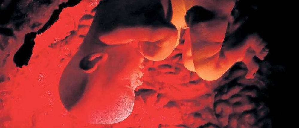 Der menschliche Embryo. Künftig können in Deutschland genetisch vorbelastete Paare ihre im Reagenzglas erzeugten Embryonen auf mögliche Krankheiten untersuchen lassen. 