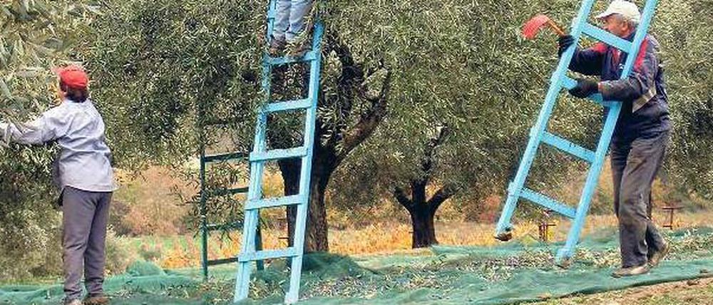 In Südgriechenland ernten Arbeiter Oliven. Die Neugründung landwirtschaftlicher Betriebe wird vom Landwirtschaftsministerium mit bis zu 10 000 Euro unterstützt.