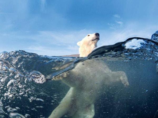 In einer wärmeren Welt gehören die Eisbären zu den ersten Opfern. Denn sie können nirgendwohin auswandern. 