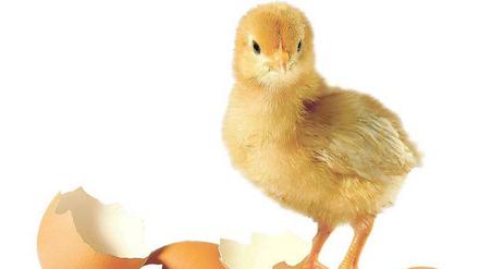 Aus dem Ei gepellt. Die Geflügelwirtschaft will ihr schlechtes Image loswerden.