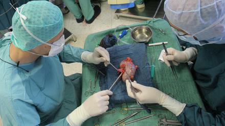 Immer seltener. Chirurgen am Uniklinikum Jena bereiten eine entnommene Niere zur Transplantation vor.