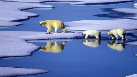Eine Eisbärenmutter marschiert mit ihren beiden Jungen auf Futtersuche über Eisschollen im Gebiet der Nordwest-Passage in Kanada. 