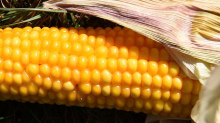 Sollen Pflanzen wie Mais gentechnisch verändert werden oder nicht? Der Kauf des Unternehmens Monsanto durch die Bayer AG hat den Streit über gentechnisch veränderte Nahrungsmittel wieder heftig aufflammen lassen.