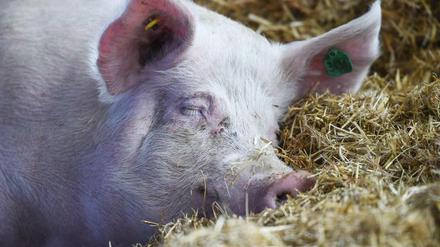 Stroh macht Schweine glücklich, aber die überwiegende Zahl der deutsche Schweine bekommt keins.