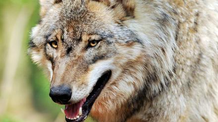 Ein Wolf streift durch ein Gehege im Wolfcenter Dörverden.