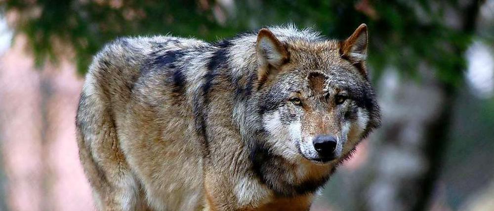 Bei Jüterbog wurde eine Wölfin ohne Genehmigung abgeschossen - obwohl die Tiere größten Schutzstatus genießen. Hier ein Wolf im Gehege des Lohberger Tierparks. 