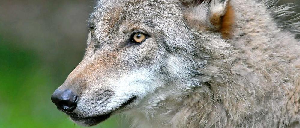 Seit ungefähr 14 Jahren vermehren sich Wölfe in der Lausitz.