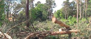 Kahlschlag. In Stahnsdorf sind schon viele Bäume der Säge zum Opfer gefallen.