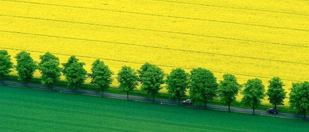Neue Energie. Auf vielen Anbauflächen in Deutschland wachsen Pflanzen wie Raps, die vorwiegend für alternative Energiegewinnung eingesetzt werden.