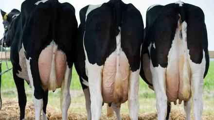 Das geht auf keine Kuhhaut: Der Milchpreis stürzte zuletzt unter die 30-Cent-Marke. Viele Bauern können damit nicht mehr rentabel produzieren. 