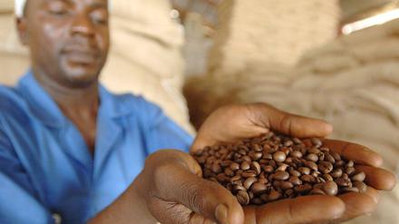 Kaffee-Arbeiter im Kongo: Nur drei von 100 getrunkenen Kaffees in Deutschland sind aus fair gehandelten Kaffeebohnen. 