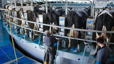 Zwei Drittel aller Antragsteller waren dem Bericht zufolge Milcherzeuger.
