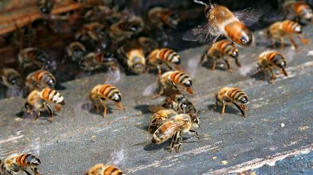 Warum sterben so viele Bienen?