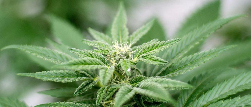 Cannabis darf nur zu medizinischen Zwecken in Deutschland angebaut werden.