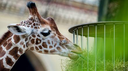 Auch der Berliner Zoo hat Aktien ausgegeben - und belohnt die Aktionäre mit Eintrittskarten.