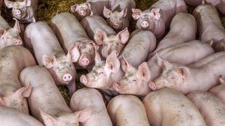 Eng an eng: 27 Millionen Schweine werden derzeit in Deutschland gehalten. 