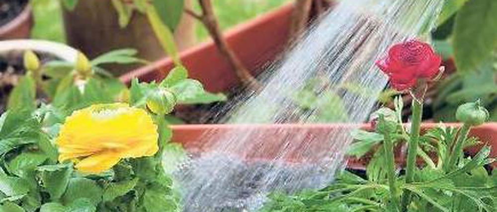 Wässern statt wassern. Pflanzen sollten während des Urlaubs mit den Wurzeln nicht im Wasser landen. Foto: dpa