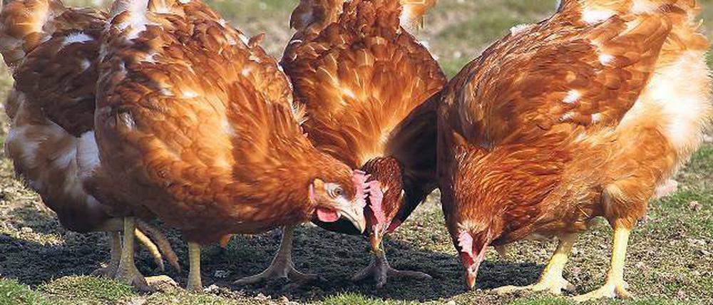 Hühnerglück. Etiketten auf den Kartons für Bio-Eier zeigen oft Hennen auf grüner Wiese. Was Natürlichkeit suggerieren soll, führt manchmal in die Irre.