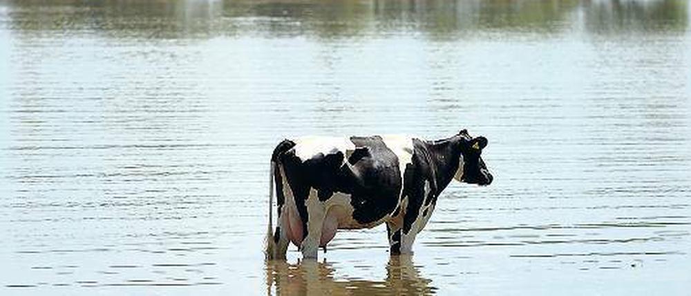 Allein auf weiter Flur. Die Weiden sind überschwemmt, Tiere müssen gerettet werden, das Getreide verfault auf den Feldern, Futtermittel werden knapp. Die Flut setzt den Bauern schwer zu. 