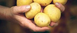 Späte Ernte. Erst verzögerte der Frost die Aussaat, dann behinderten Regen und Flut die Kartoffelernte. Gemüse und Obst verteuerten sich im Juli auf Jahressicht um mehr als elf Prozent. 