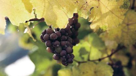 Rarität. Edelsüße Weine, deren Früchte besonders lange am Rebstock geblieben sind, wird es aus diesem Jahrgang nur wenige geben. Diese Traube hängt nahe Ürzig an der Mosel. Foto: dpa