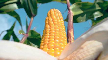 Lecker oder bedrohlich? Die meisten Deutschen lehnen gentechnisch veränderten Mais ab.