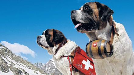 Erste Hilfe leisten die Schweizer Rettungshunde in den Bergen. Gegen Geldprobleme sind sie aber machtlos.