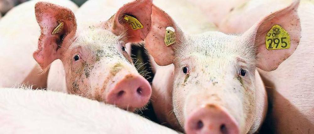 „Dem Schnitzel sieht man nicht an, wie das Schwein gehalten wurde“, sagt Landwirtschaftsminister Meyer. 